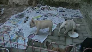 Turtorial cara melatih toilet training untuk anjing kesayangan
kita,hal harus kita ajarkan ke adalah train,karena akan mempermudah
bi...