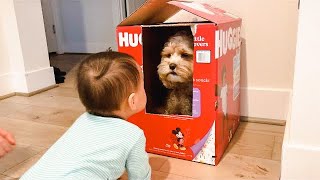 Silly Dog Gets Treats with Baby Brother's Help