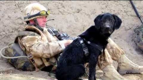 DFS Crufts 2010 Friends For Life - Dave & Treo