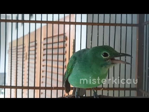 SUARA Teriakan Cucak Ijo Betina Memanggil jantan jadikan Cucak Ijo Jantan Gacor dan Bunyi