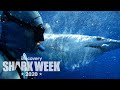 Diving with Mako Sharks | Shark Week