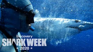 Diving with Mako Sharks | Shark Week