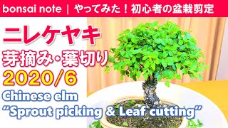 ニレケヤキ盆栽の芽摘み 葉切り 6 Chinese Elm Sprout Picking Leaf Cutting Bonsai Youtube