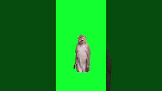 Apex monkey dance #memes #greenscreen #apex #monkey #dance #funny #fyp