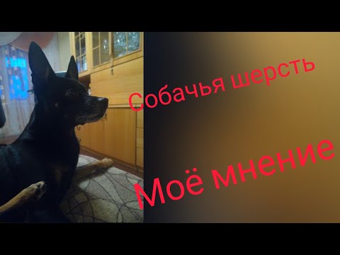 Видео: Можете ли вы плести шерсть на чаркхе?