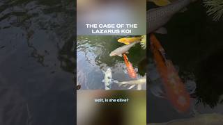 We REALLY thought she was dead… #koi #koifish #koipond #koifishpond
