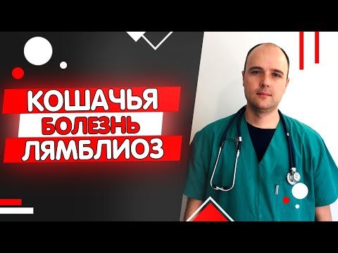 Видео: Деменция у кошек: симптомы, причины и лечение