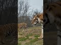When strength doesn’t need to prove itself #animals #siberiantiger #ytshorts #shortyz #unbearable