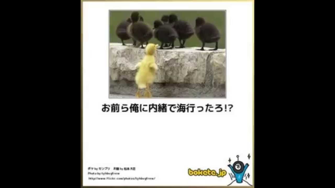 吹いたら負け 動物だけの笑える Bokete おもしろ画像50選 Youtube