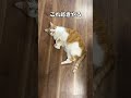 「忙しいときにかぎってお腹見せてくるホレ」猫あるあるソング