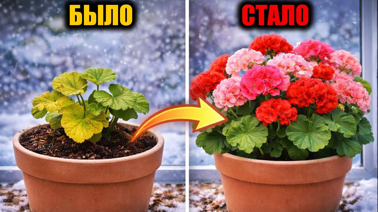 Срочно НАЛЕЙТЕ в ГЕРАНЬ чтобы листики не желтели, герань зацветёт пышной шапкой сразу!