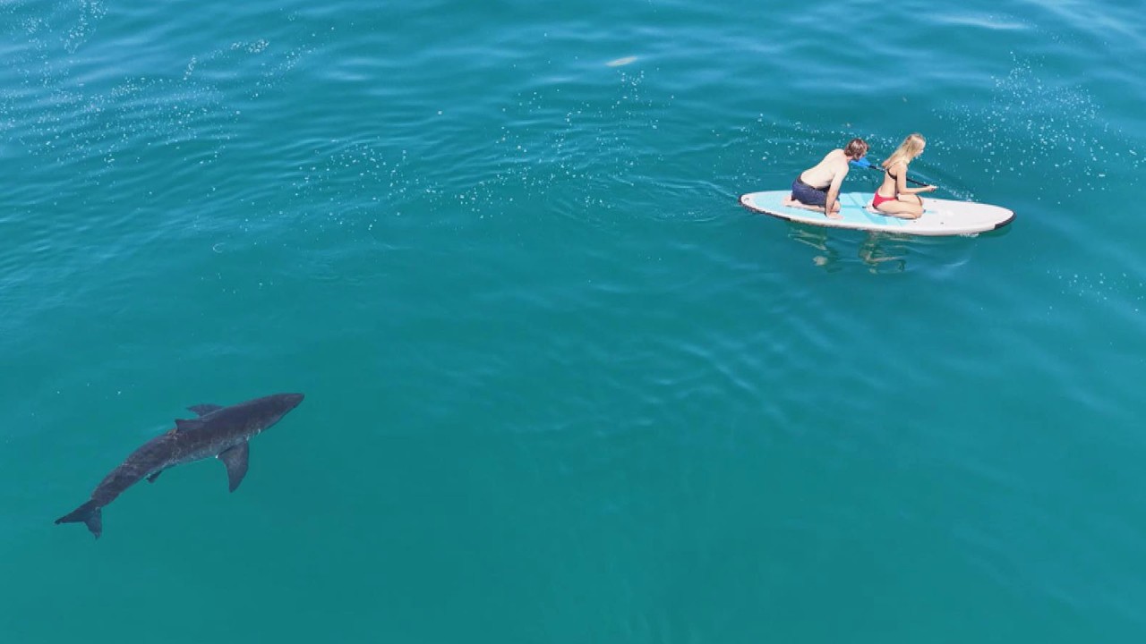 Great White Shark Stalks Teen And Her Uncle On Paddleboard