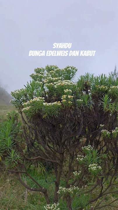 BUNGA EDELWEIS GUNUNG BUTHAK