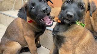 Belgian predators  Twelve cute Malinois puppies.