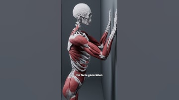 Triceps Wall Pushups