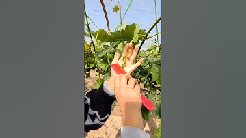Easy Grape Thinning Technique for Enhanced Quality #farmingtechniques @RomFarm