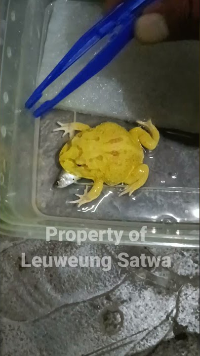 How Fast Pacman Frog eat their prey fish | lagu runtah #pacman #frog #shorts