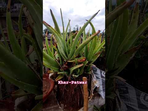 Khar Patwar Ka safaya kiyae #minivlog #gardening #viral #shorts