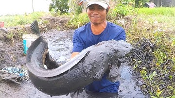 Tát Ao Bắt Cá Khủng | Slap The Pond To Catch A Giant Fish | DSDD ✔️