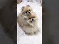 誘惑タイムとフルコース #dog