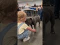 Young child meets a shelter dog for the first time at adoption event