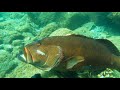 【魚突き】過去の漁獲4 +5【Spearfishing in JAPAN】