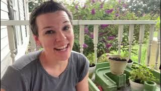 Dividing Orange Mint Plants - Multiplying Mint - Propagation