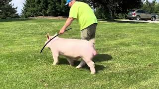 Shipley Swine Genetics Yorkshire boar Empire