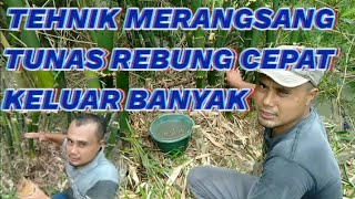Tehnik agar rumpun bambu banyak keluar tunas rebung banyak@Dinsinau