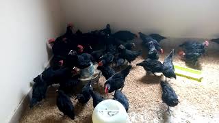 2 Months Old Black Australorp Chicks