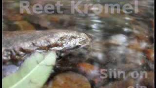 Video thumbnail of "Reet Kromel - Siin on oja"