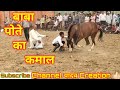 Horse dance tournament  dhara bhati horse  by yadav creation 