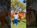MashaAllah ❣️ || #shorts #viralshorts #cattle #farming 😍❣️