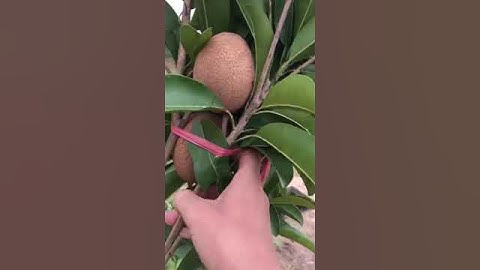 Hồng Xiêm Xoài Cây Choai Sẵn Quả 0373156111