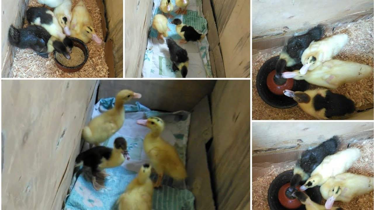 تعالي اقول لك ازاي تربي فراخ او بط في البلكونه من غير عشه