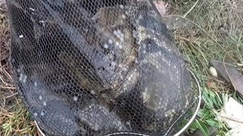 Trải nghiệm câu cá bống mú #cauca