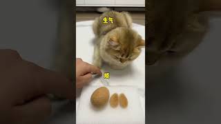 【牛奶是只猫】大家觉得最后的兔子猫毛毡做得像吗？这猫毛毡猫咪可喜欢