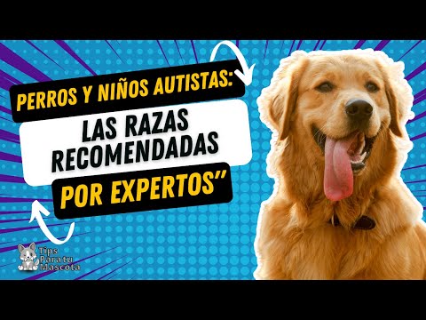 Video: Las mejores razas de perros para niños con autismo