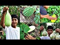 Harvesting vegetables and melon cucumber  makoi everything in my jhume village life hasaoraji