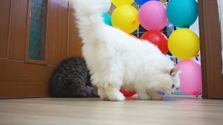 Cats vs Ballon Wall - Funny Cats Reaction | Candace House