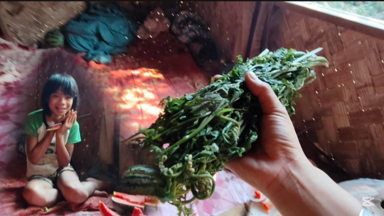 อย่างน้อยก็เขาก็มีน้ำใจ ลูกจอมใส่เก็บผักกูดป่ามาฝากสาวนก คนป่า เผ่าตองเหลือง ຄົນປ່າ ເຜົ່າຕອງເຫລືອງ