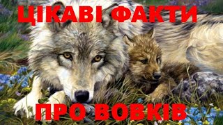 Цікаві Факти Про Вовків Interesting Facts About Wolves Интересные Факты О Волках