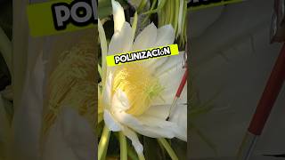 POLINIZACIÓN MANUAL CRUZADA EN UNDATUS Y OCAMPONIS #pitahayas #agro #cactus