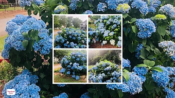 ¿Cómo se hace florecer una hortensia?