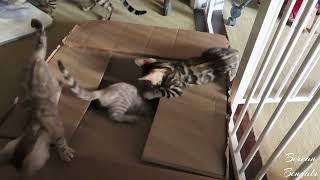 Kittens Playing in a Box... Can You Count Them?! by Bonnie & Isla Bengal Twins 289 views 9 months ago 5 minutes, 51 seconds