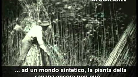 Che origine ha la marijuana?