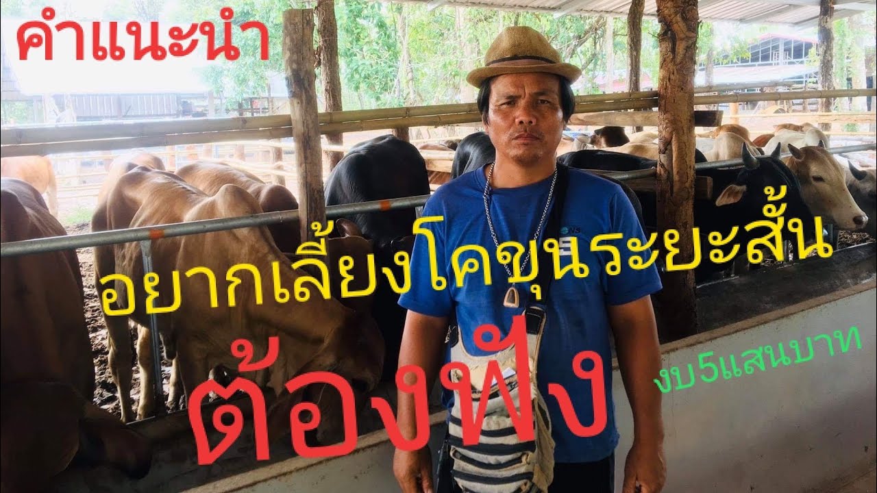 โคขุนระยะสั้น (แนวทางการเลี้ยงโคขุนระยะสั้น แนะนำ) 4K | สรุปข้อมูลที่เกี่ยวข้องกับการ ให้ อาหาร วัว ขุนล่าสุด