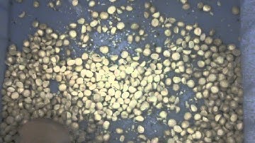 macadamia nuts processing machine/nut color sorter machine /marspipe@gmail.com