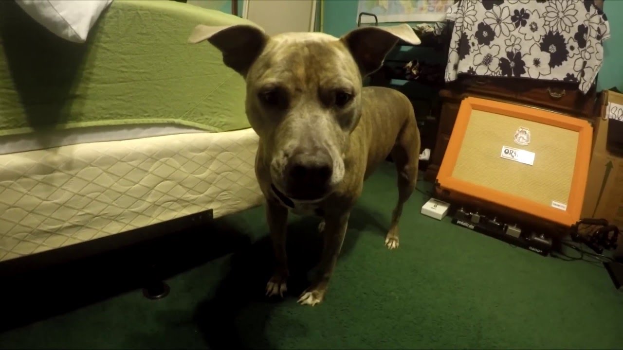 videos for cats Play fight with Rhea the Rescue Pit Bull