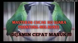 MASTERAN UNTUK CUCAK IJO ANDA. IJO ISIAN PIJANTUNG MIX KUNTI.SUARA JERNIH!!!